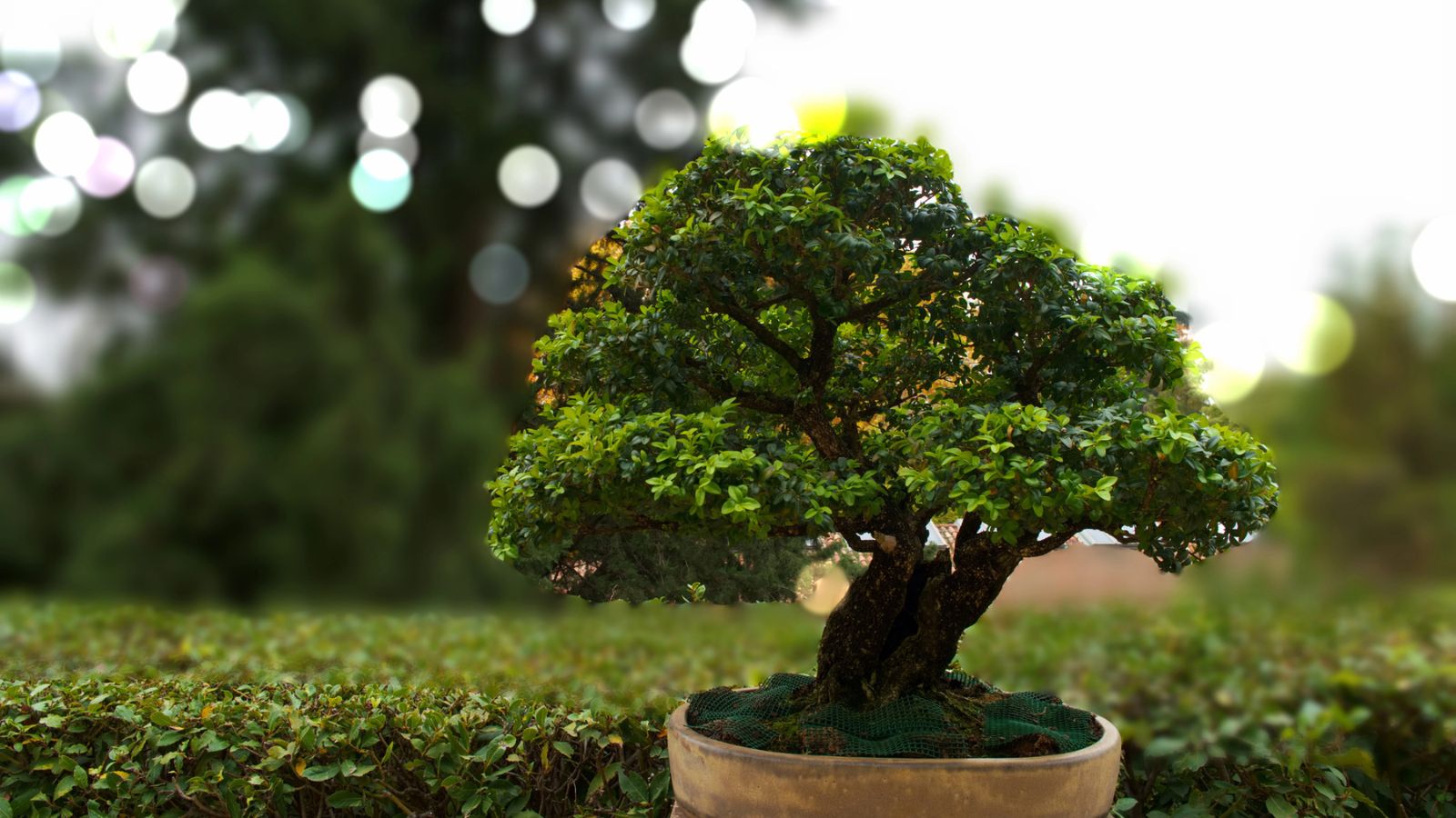 How Long Do Bonsai Trees Live?
