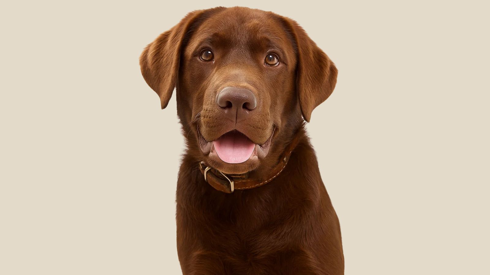 Can Dogs Have Soy Sauce? Exploring Pet Safety, Japanese Cuisine, and Thoughtful Alternatives