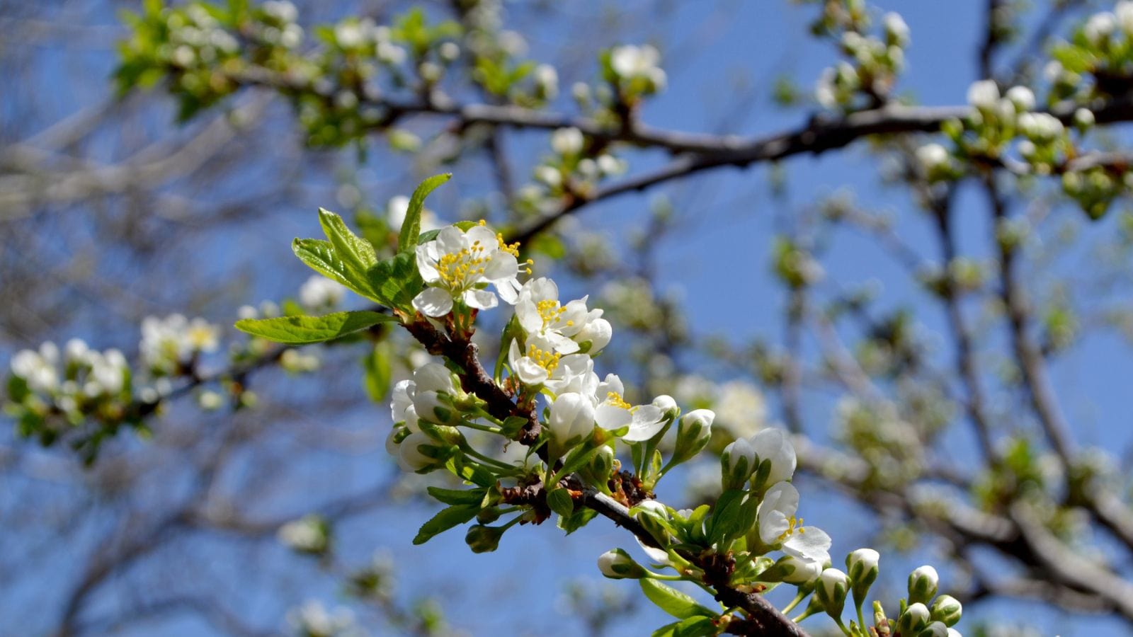 Hanakotoba: The Secret Language of Flowers in Japan