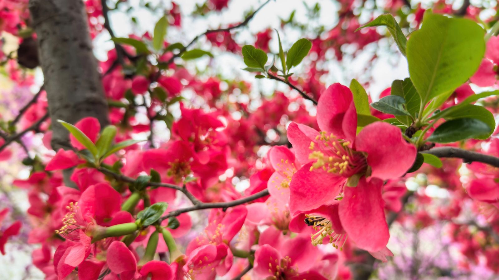 Japanese Flowers: Beauty, Symbolism, and Seasonal Splendor