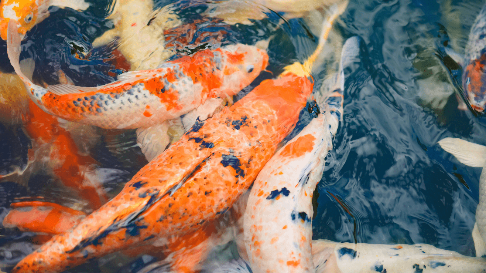 What Do Koi Fish Represent? Beauty, Perseverance, and the Timeless Flow of Japanese Culture