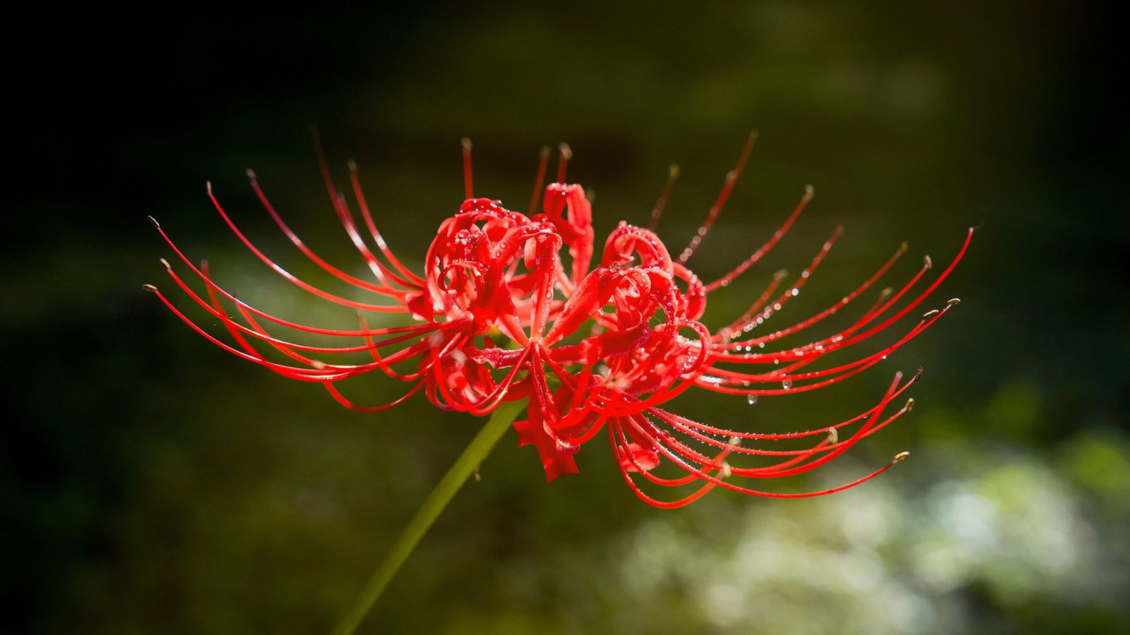 The Red Spider Lily (Higanbana): Beauty, Farewell, and the Cycle of Life in Japanese Culture