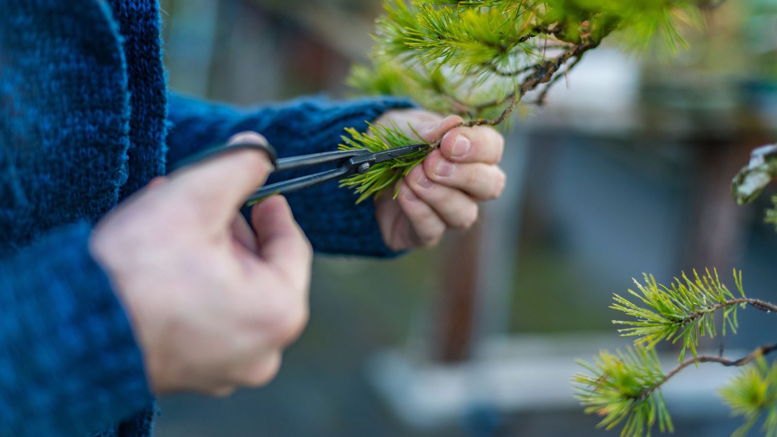 A man cutting the tip of a tree branch