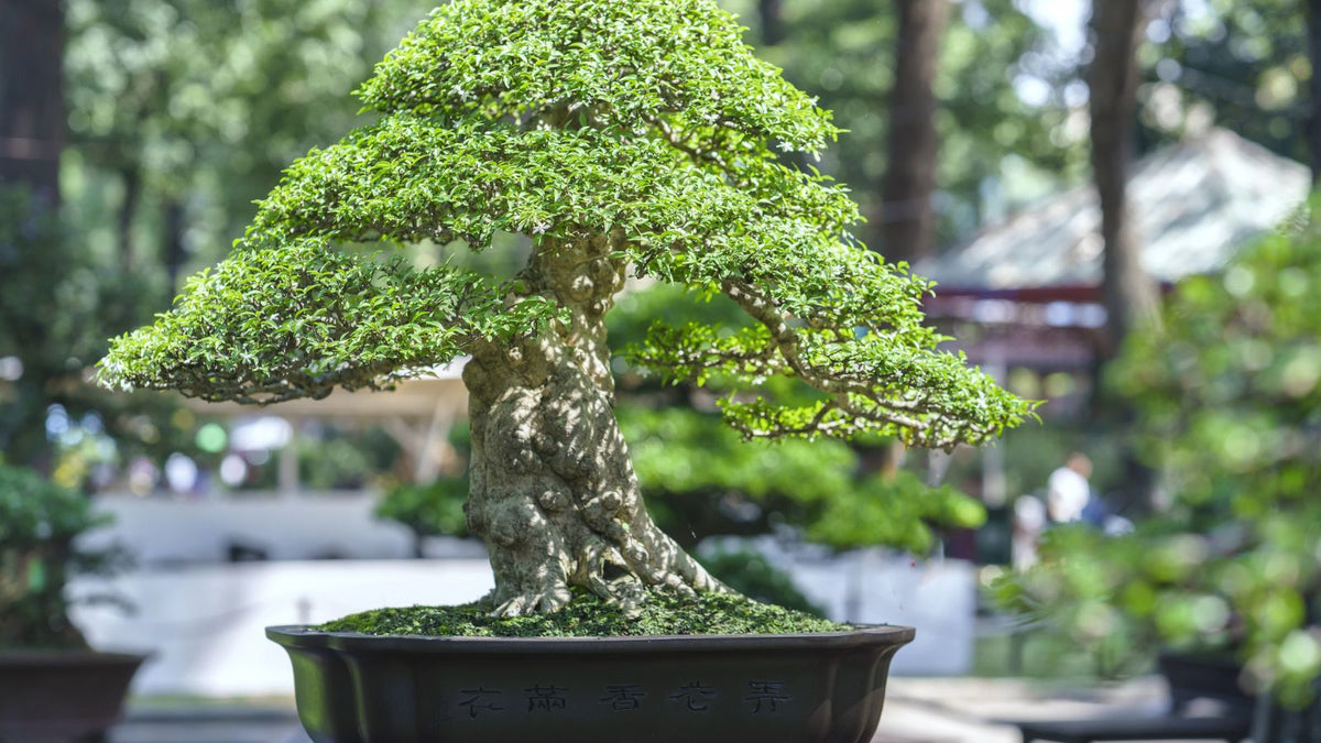 How to Take Care of a Bonsai Tree: A Living Work of Art – My Japanese World