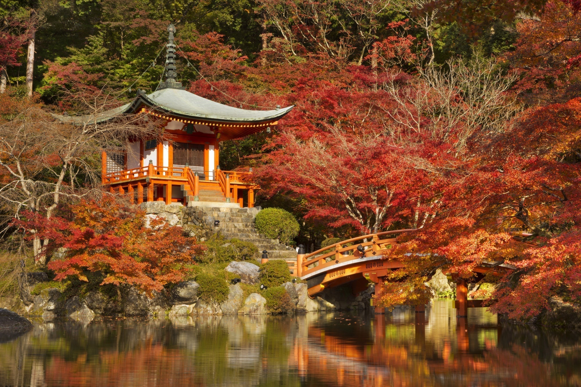 The Timeless Beauty of the Japanese Red Maple Tree