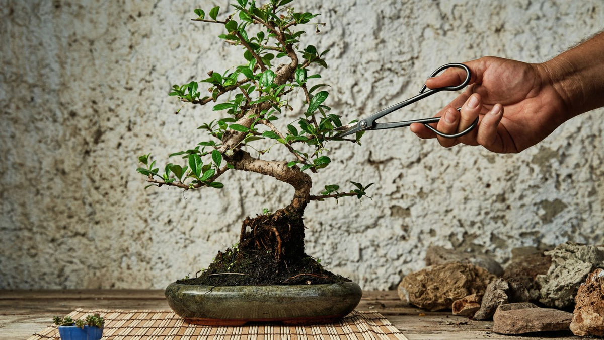 Japanese Pruning Shears (Niwabasami): Craftsmanship, Steel, and Why They’re the World’s Best