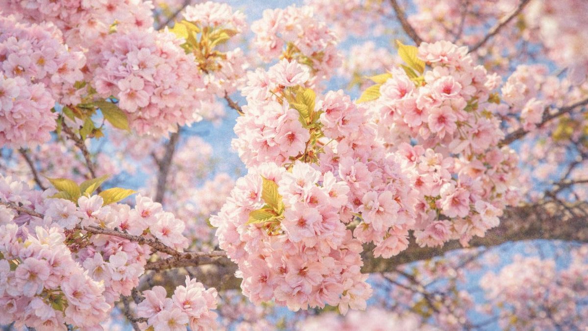 Sakura Month – My Japanese World
